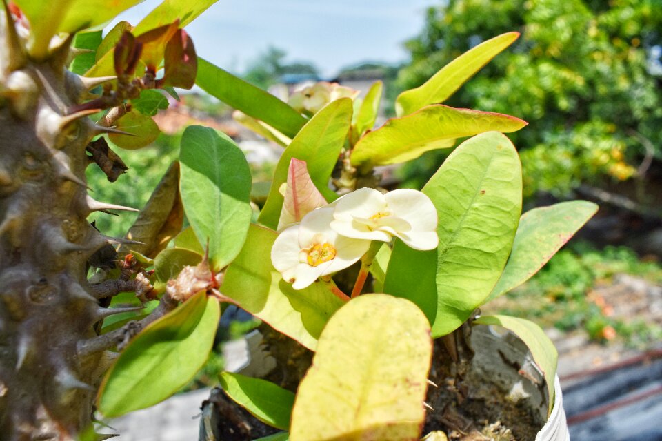 Flower scenery
