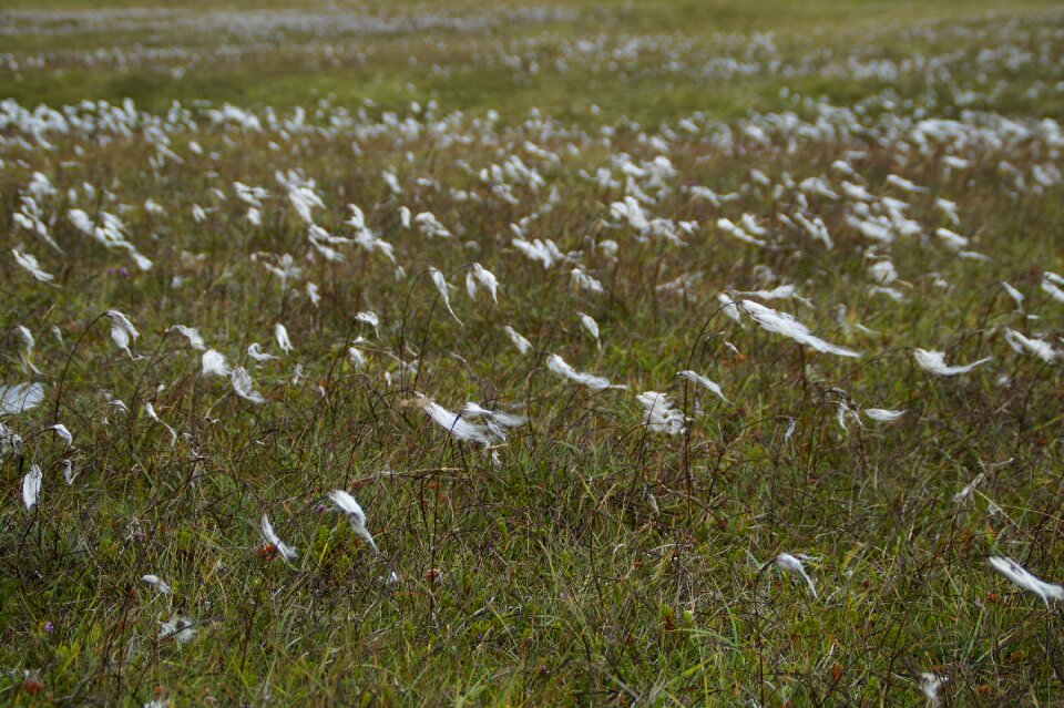 Grass scotland heide