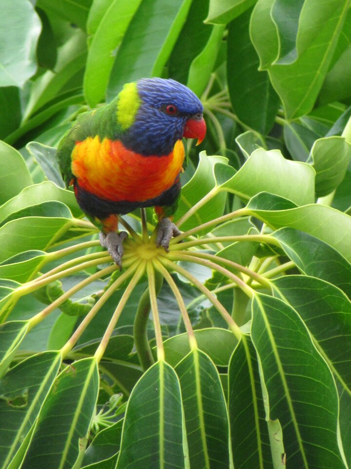 Nature colourful australian