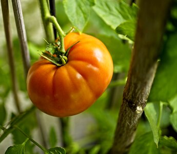 Changing fruit