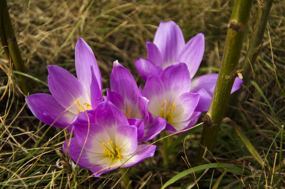 Violet flower flower summer
