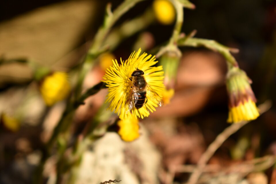 Animal plant flower