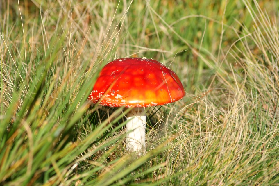 Autumn nature mushrooms