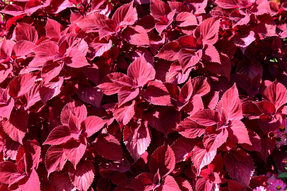 Plants colorful nature
