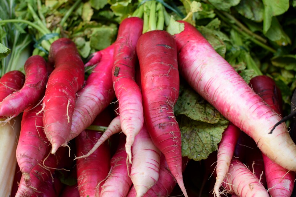 Radish rotsak vegetable