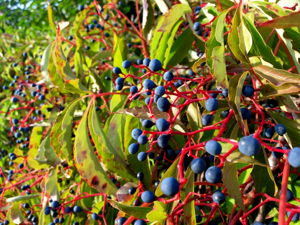 Dark blue red branches velvet blue
