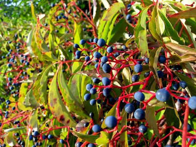 Dark blue red branches velvet blue photo