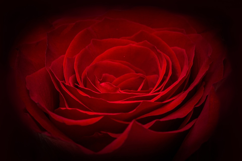 Flower petals waves