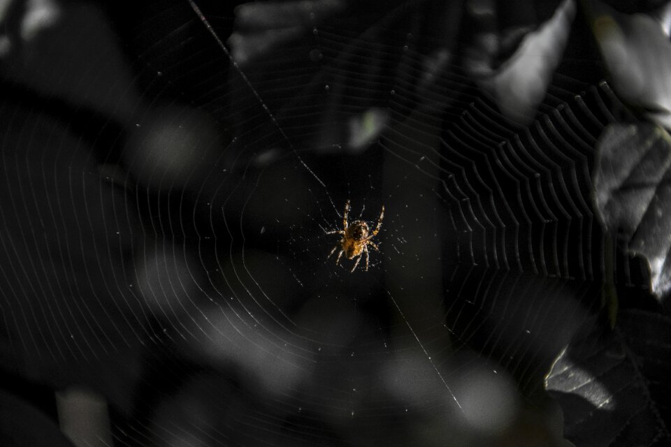 Hotel cobweb nature