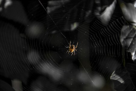 Hotel cobweb nature