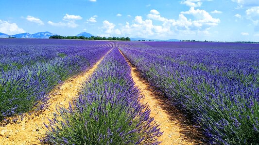 Nature perfume flora