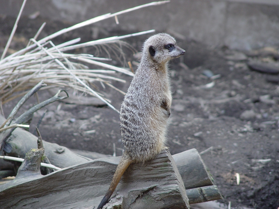 Cute wildlife standing