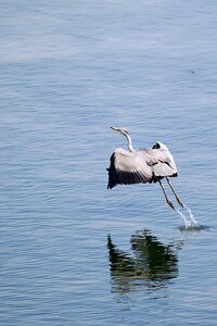 Water water bird water bird sanctuary