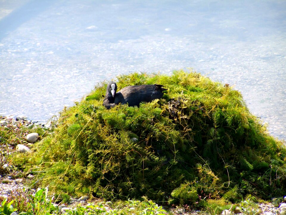 Coot waterfowl resting bird
