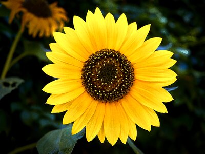 Nature summer plants