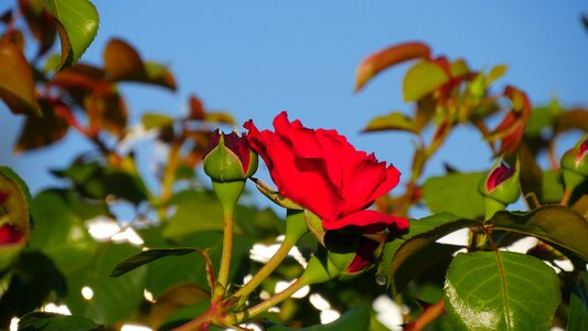 Rose flower rose red