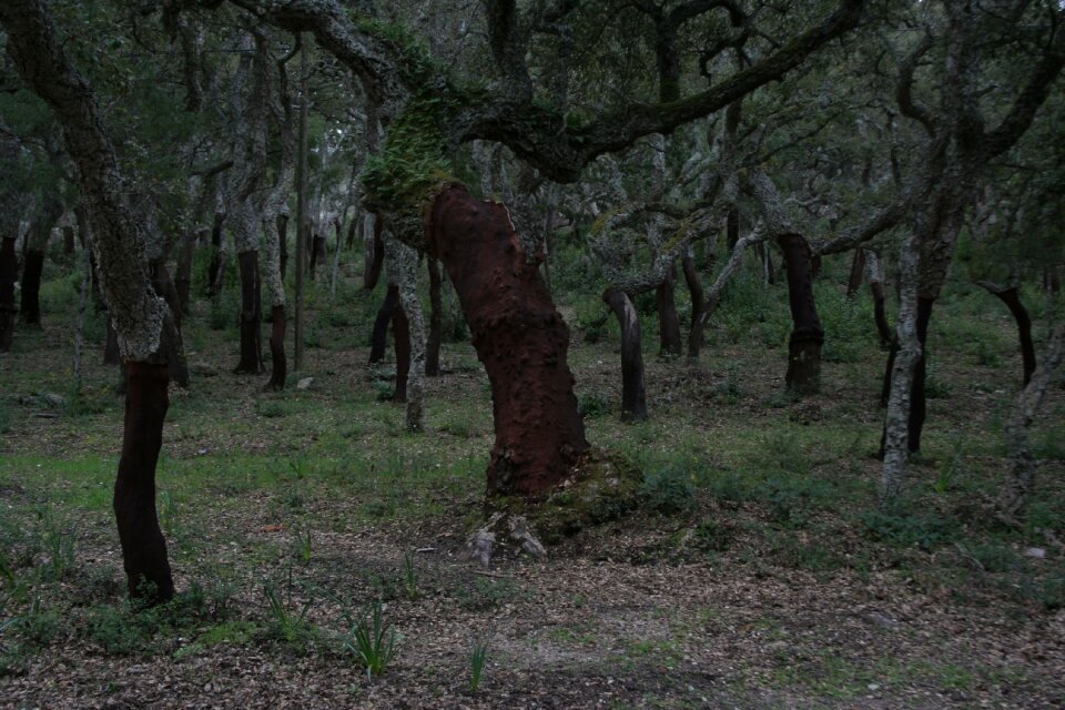 Sardinia landscape trees
