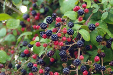Ripe berry fruits