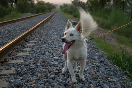 Pet cute landscape