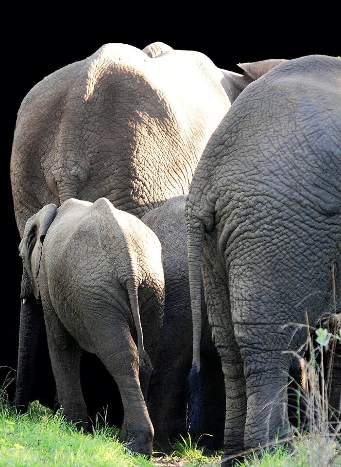 Nature pachyderm animals