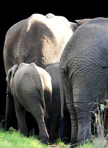Nature pachyderm animals