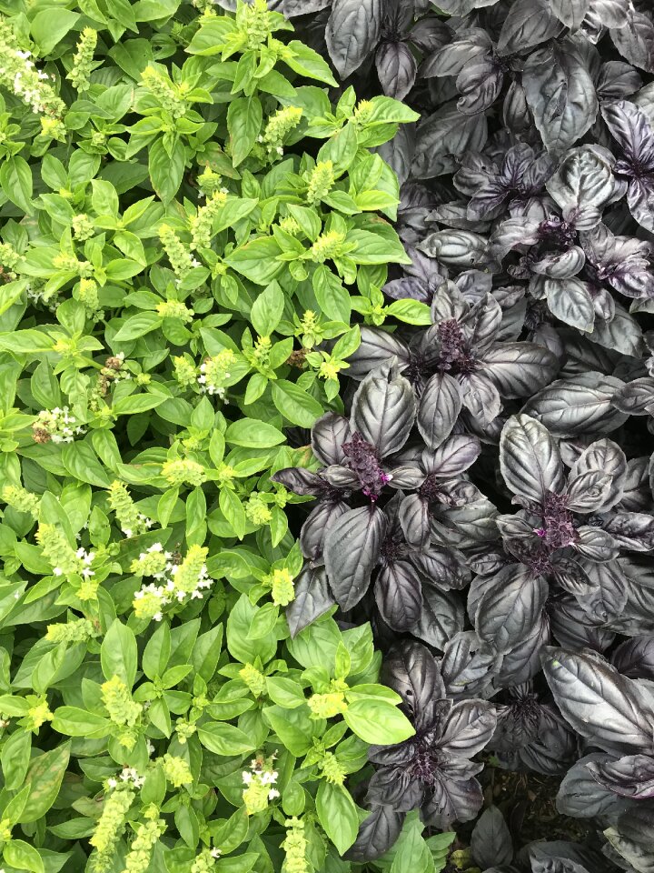 Fresh ingredient green