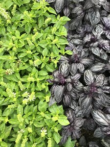 Fresh ingredient green