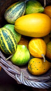 Autumn decoration harvest