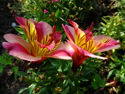 Garden petals rhododendron photo