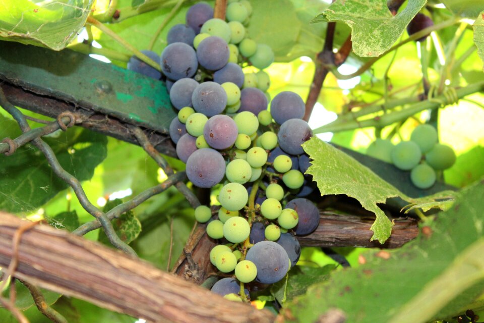 Fruit grapes nature
