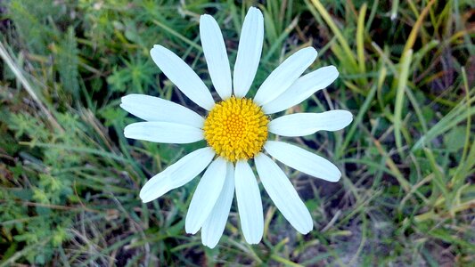 Field daisy outdoor