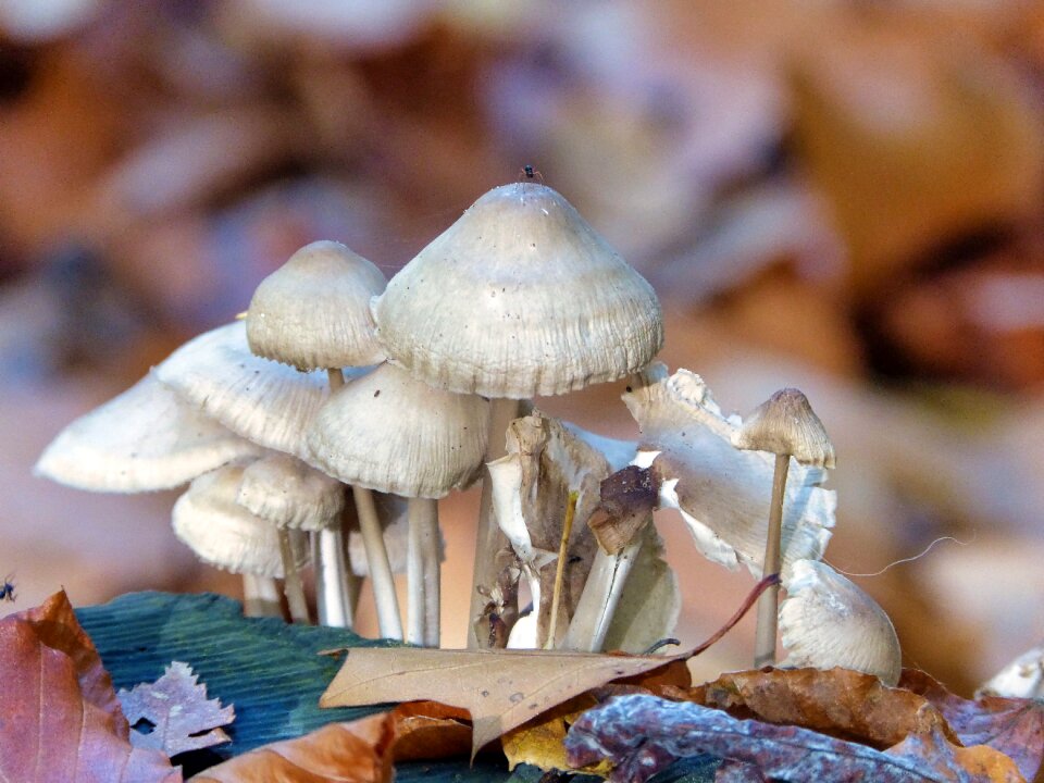 Spider forest autumn forest