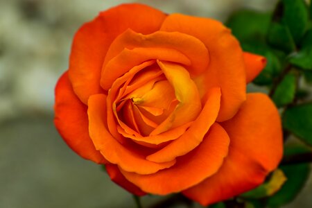 Flower romantic garden