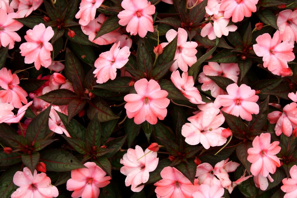 Western sewing line pink petal