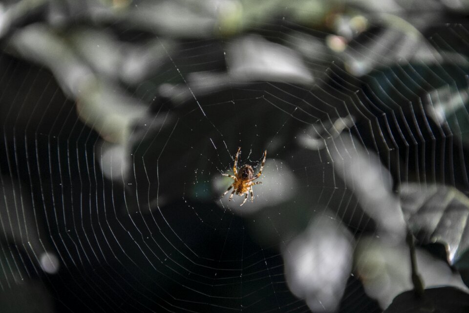 Cobweb forest nature