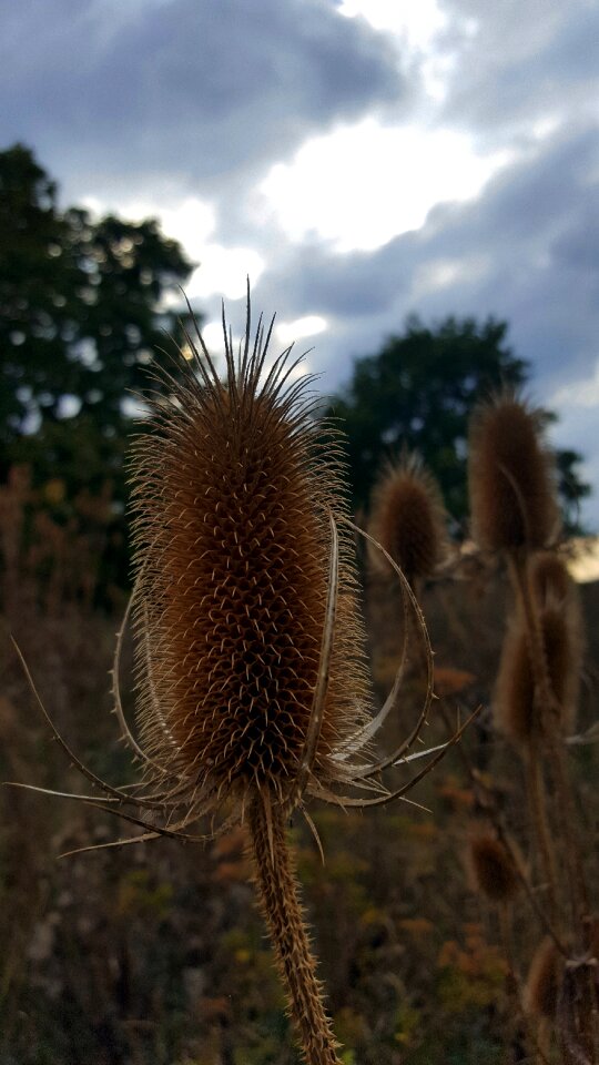 Plants dry thorny