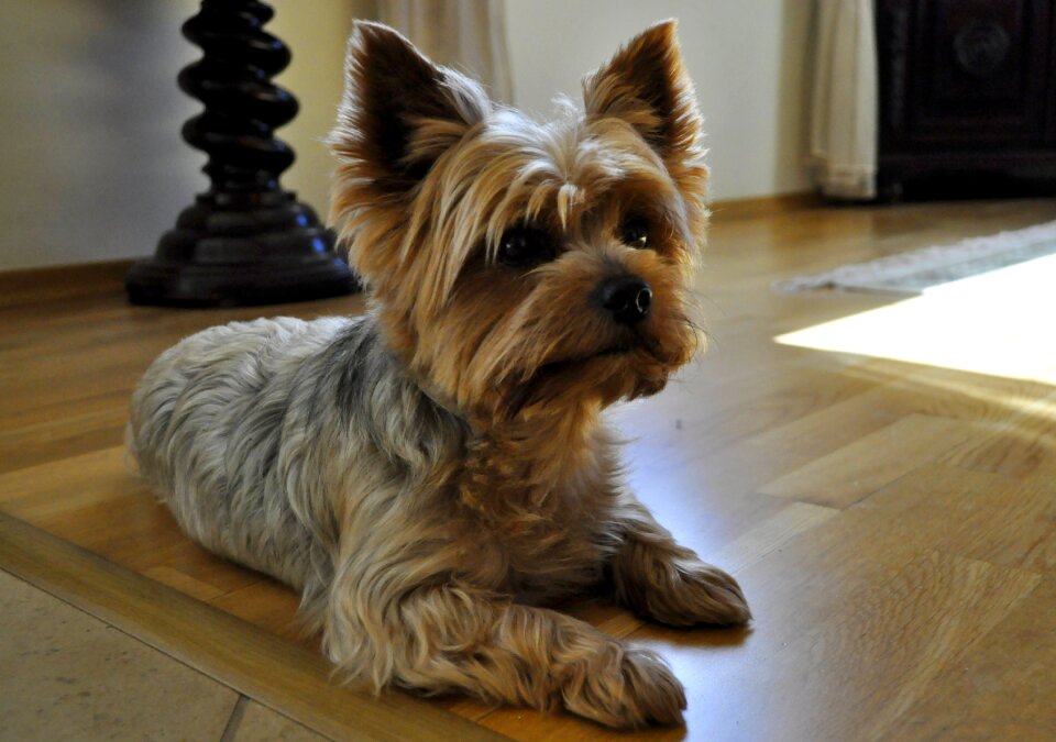 Portrait nice doggy