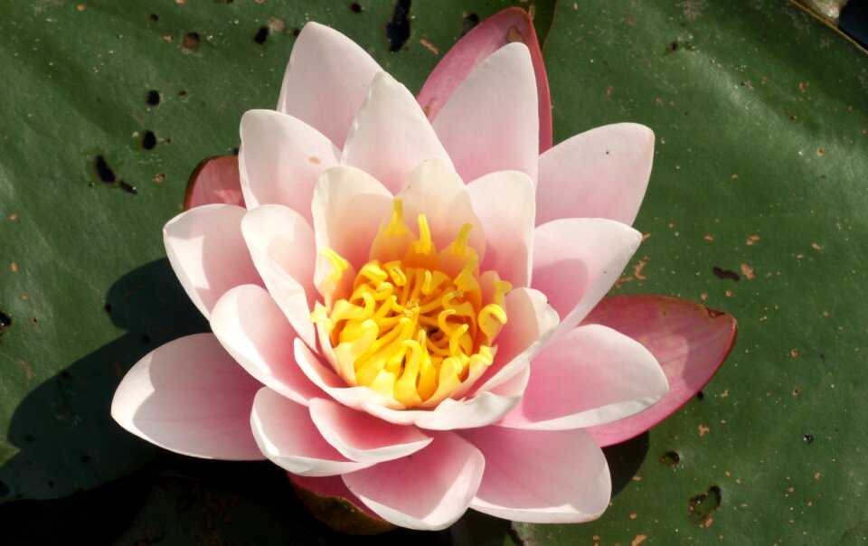 Bloom aquatic plant nuphar lutea