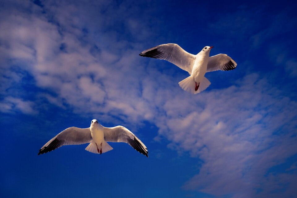 Nature wing water bird