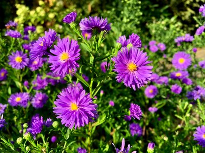 Violet garden flora photo