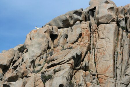 Landscape mountain animal