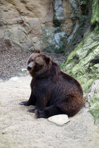 Animal world brown bear mammal