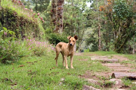 Mammal supervisor animal portrait