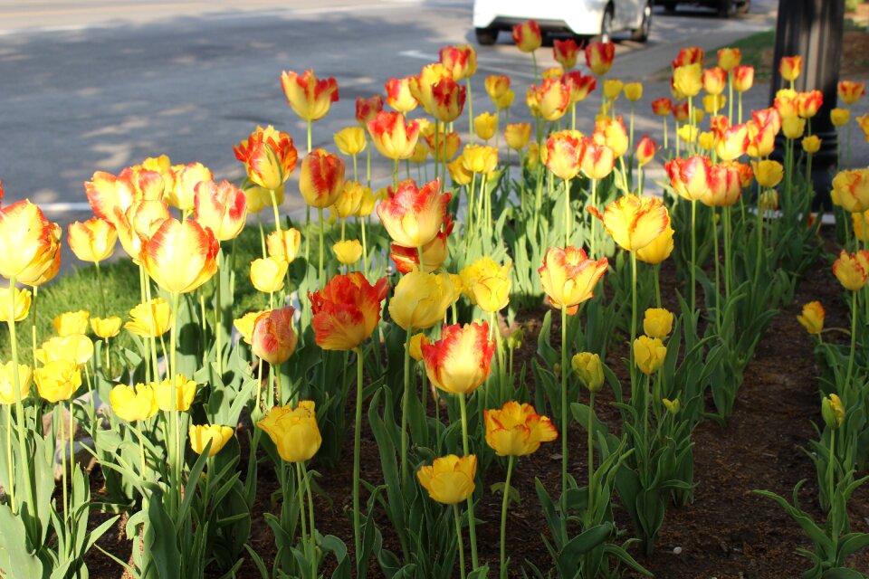 Spring bloom nature