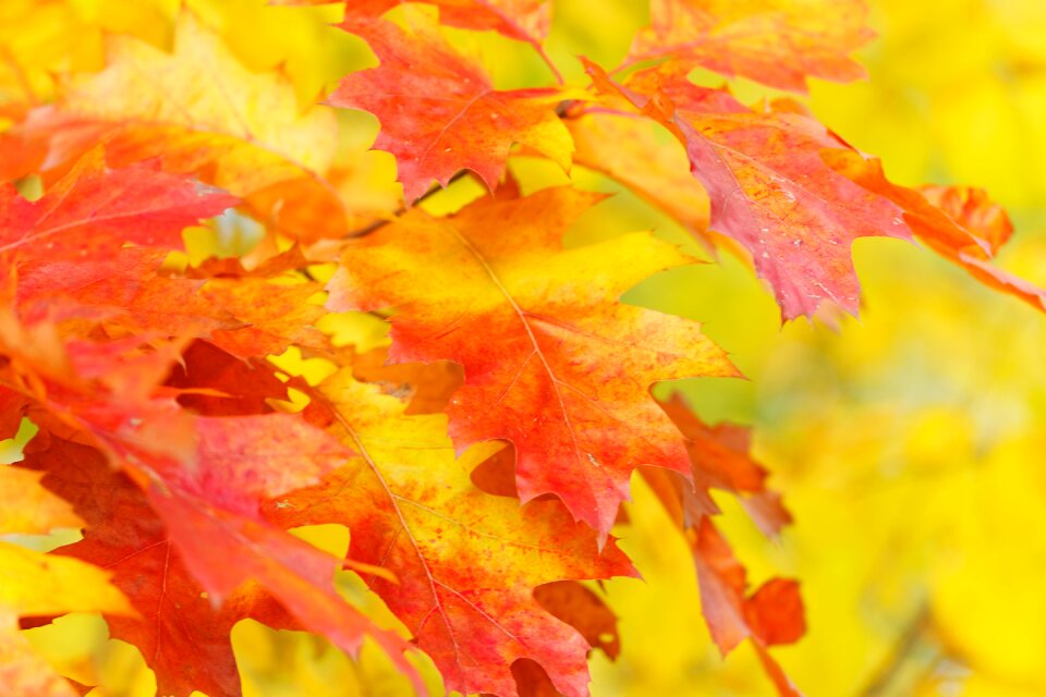 Colorful fall color bright photo
