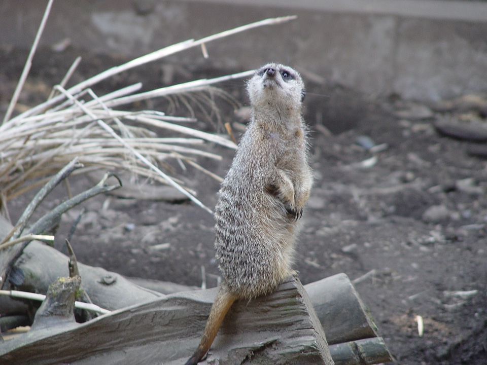 Cute wildlife standing