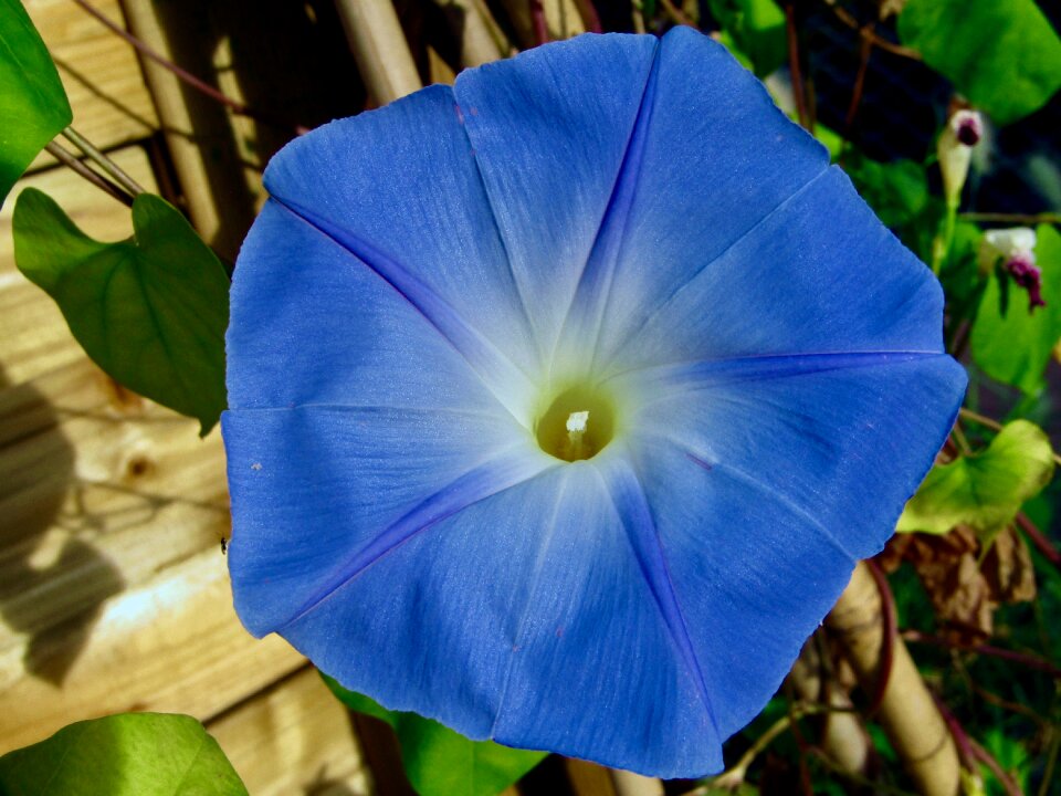Blue flower insect