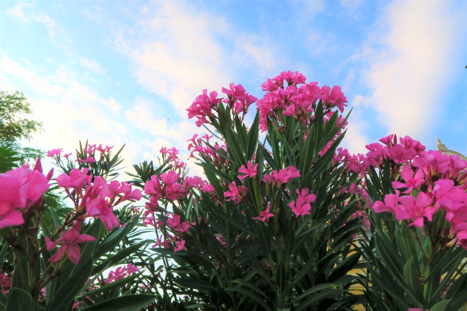 Oleander plant pink