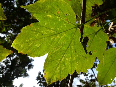 Nature light fall