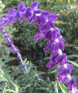 Plant natural blossom